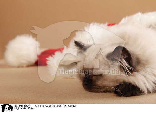 Highlander Kitten / RR-30644