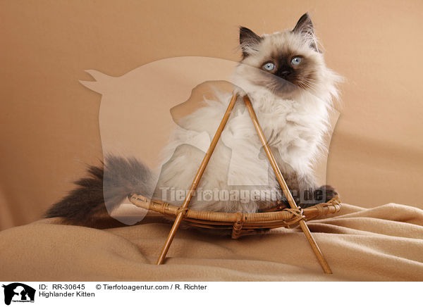 Highlander Kitten / RR-30645