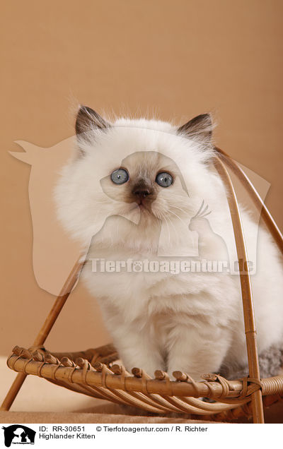 Highlander Kitten / RR-30651