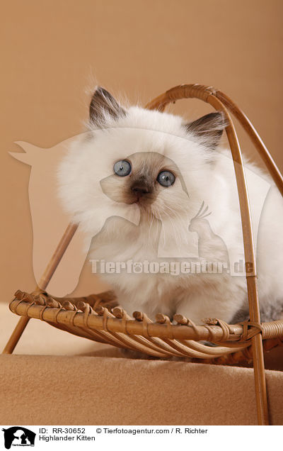 Highlander Kitten / RR-30652