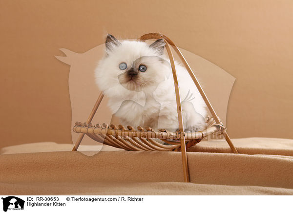 Highlander Kitten / RR-30653