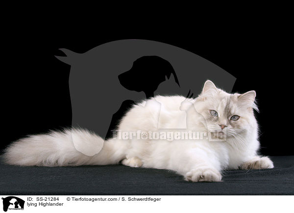 Britisch Langhaar / Highlander / SS-21284