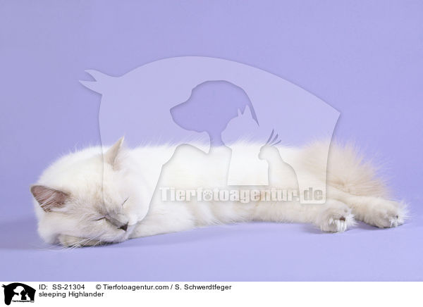 sleeping Highlander / SS-21304