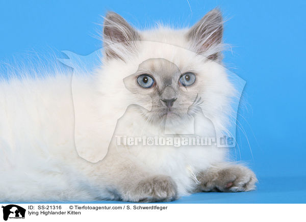lying Highlander Kitten / SS-21316