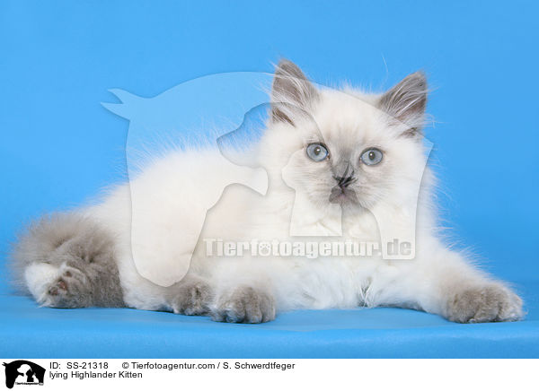 lying Highlander Kitten / SS-21318