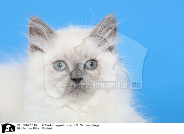 Highlander Kitten Portrait / SS-21319