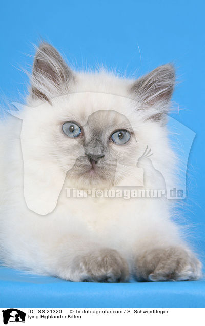 lying Highlander Kitten / SS-21320