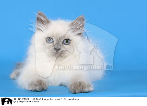 lying Highlander Kitten / SS-21322