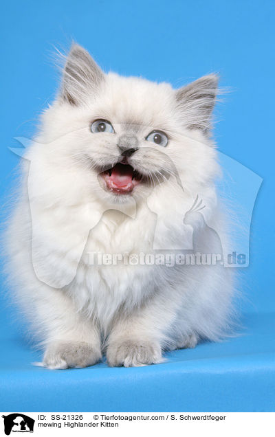 mewing Highlander Kitten / SS-21326