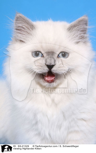 mewing Highlander Kitten / SS-21329