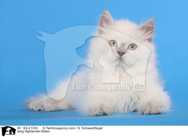 lying Highlander Kitten / SS-21330