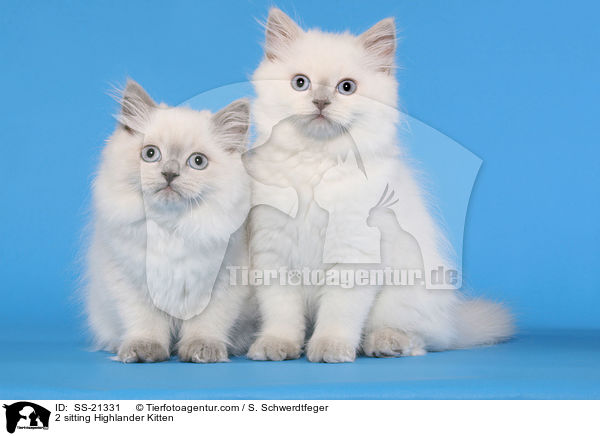 2 sitting Highlander Kitten / SS-21331