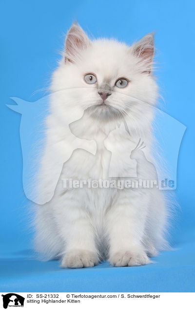 sitting Highlander Kitten / SS-21332