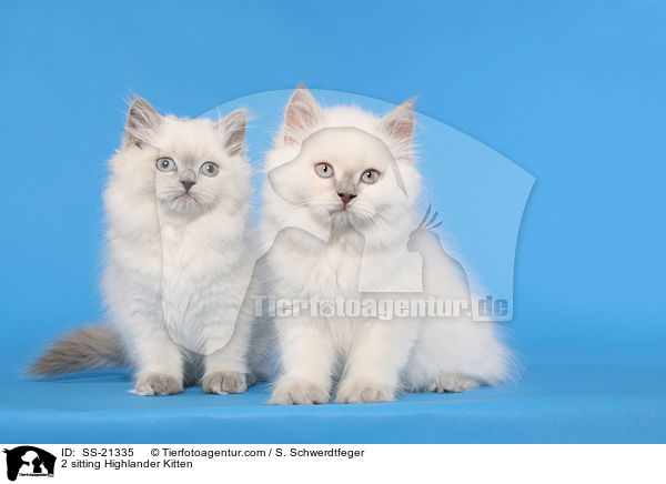 2 sitting Highlander Kitten / SS-21335