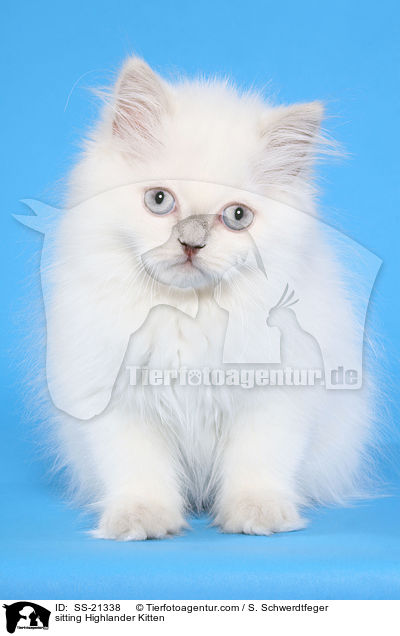 sitting Highlander Kitten / SS-21338