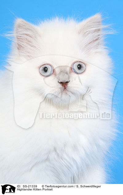 Highlander Kitten Portrait / SS-21339