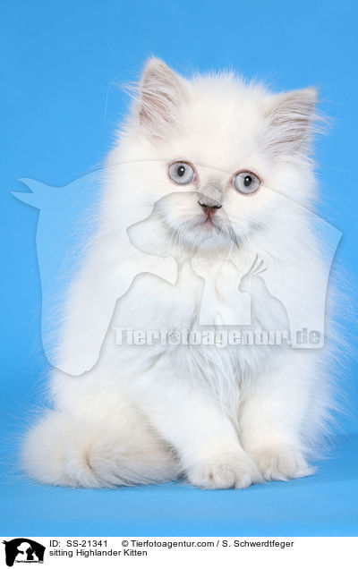 sitting Highlander Kitten / SS-21341