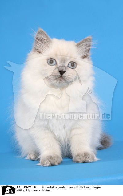 sitting Highlander Kitten / SS-21346