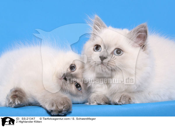 2 Highlander Kitten / SS-21347