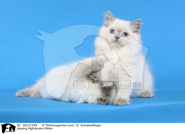 playing Highlander Kitten / SS-21348