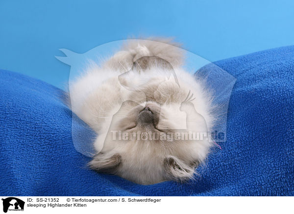 sleeping Highlander Kitten / SS-21352