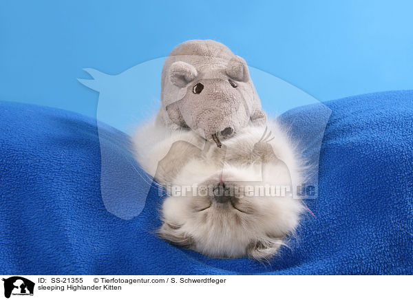 sleeping Highlander Kitten / SS-21355