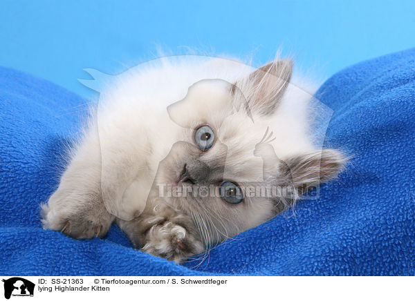 lying Highlander Kitten / SS-21363