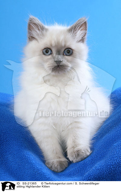 sitting Highlander Kitten / SS-21365