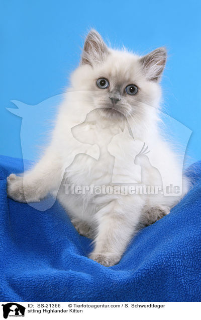 sitting Highlander Kitten / SS-21366