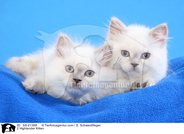 2 Highlander Kitten / SS-21368