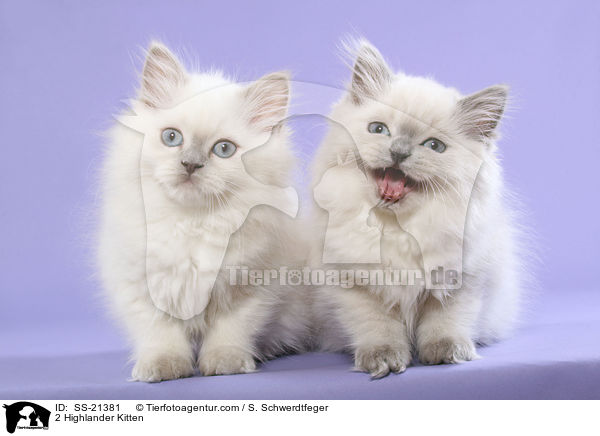 2 Highlander Kitten / SS-21381