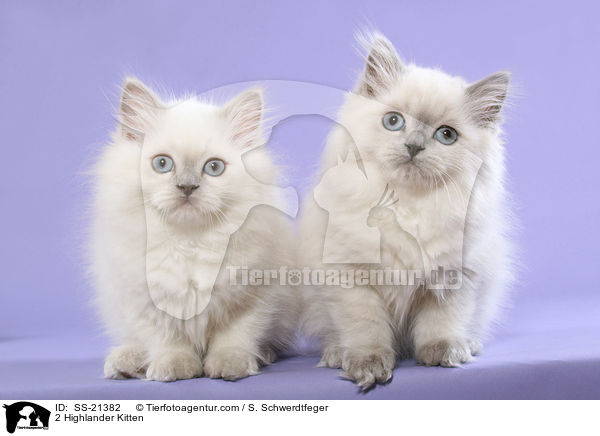 2 Highlander Kitten / SS-21382