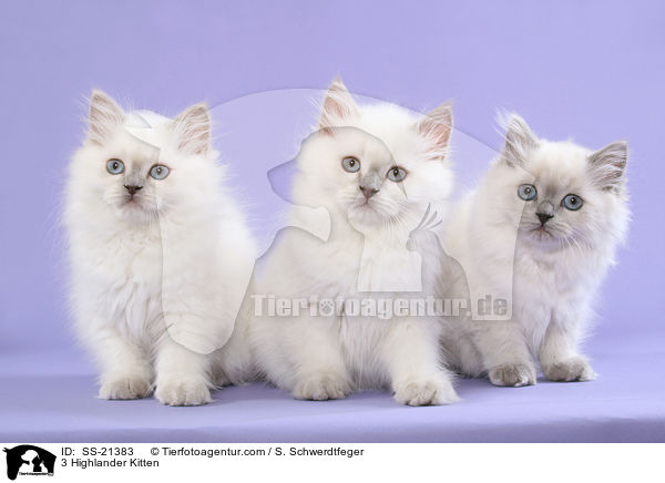 3 Highlander Kitten / SS-21383
