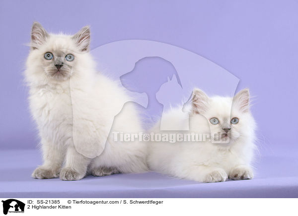 2 Highlander Kitten / SS-21385