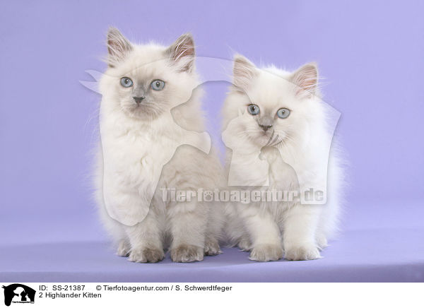 2 Highlander Kitten / SS-21387