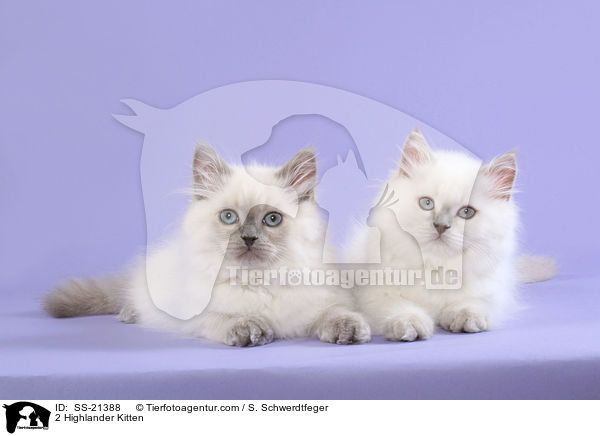 2 Highlander Kitten / SS-21388