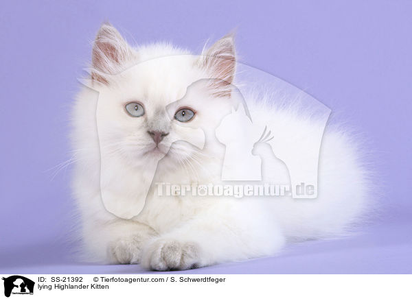 lying Highlander Kitten / SS-21392