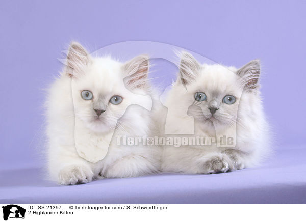 2 Highlander Kitten / SS-21397