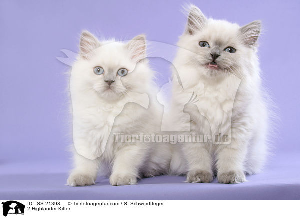2 Highlander Kitten / SS-21398