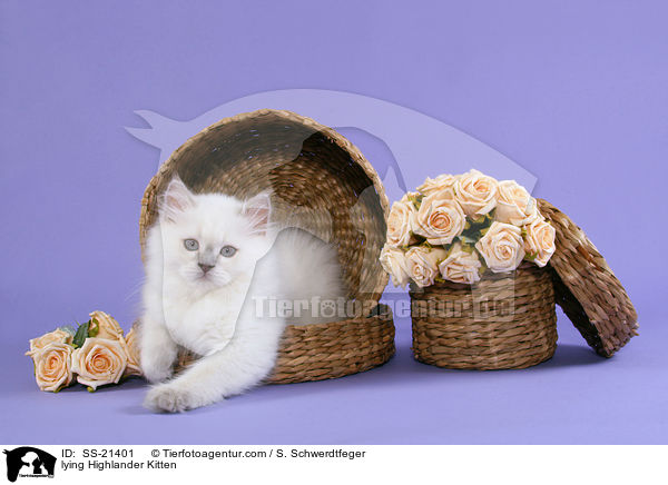 lying Highlander Kitten / SS-21401