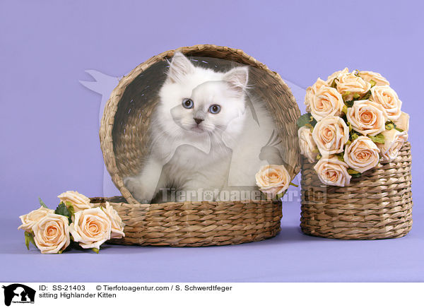 sitting Highlander Kitten / SS-21403