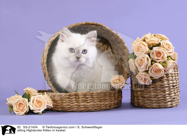 sitting Highlander Kitten in basket / SS-21404