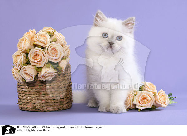 sitting Highlander Kitten / SS-21405