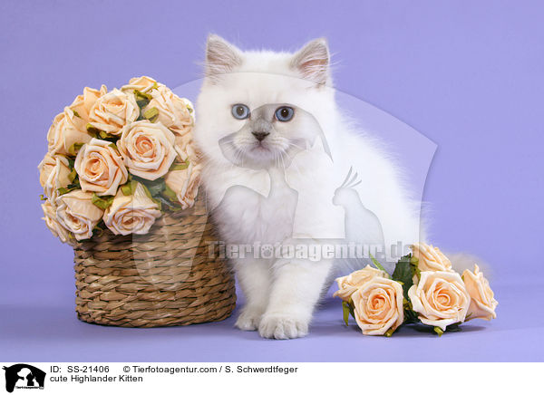 cute Highlander Kitten / SS-21406