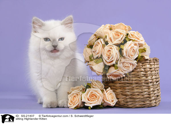 sitting Highlander Kitten / SS-21407
