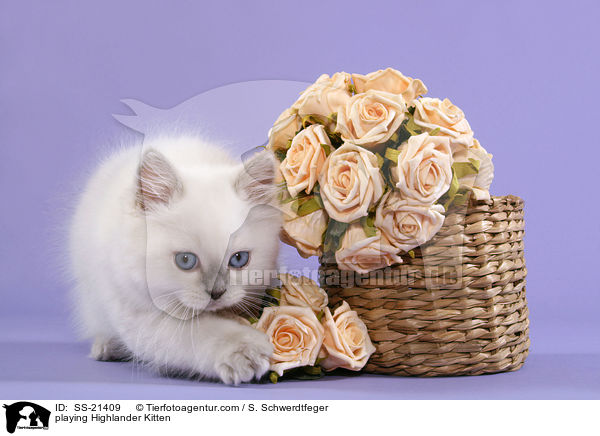 playing Highlander Kitten / SS-21409