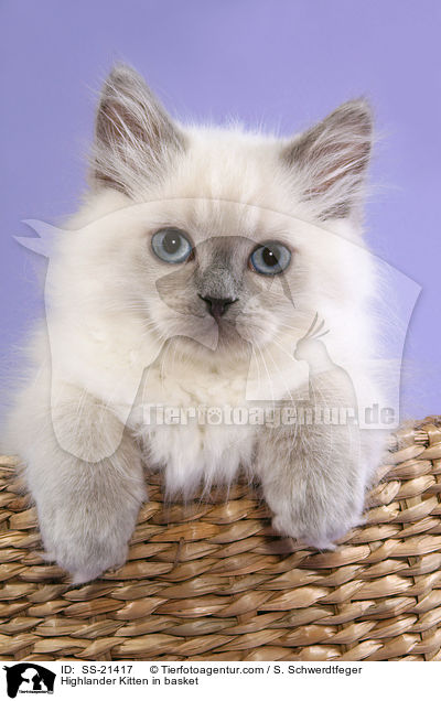 Highlander Kitten in basket / SS-21417