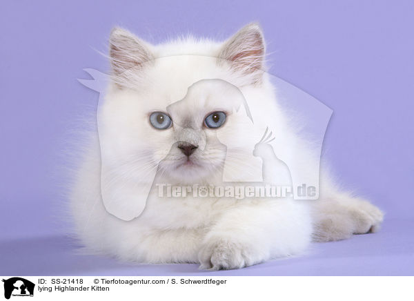 lying Highlander Kitten / SS-21418
