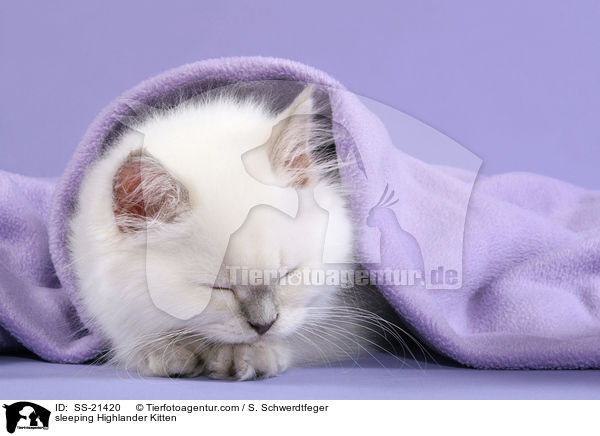 sleeping Highlander Kitten / SS-21420