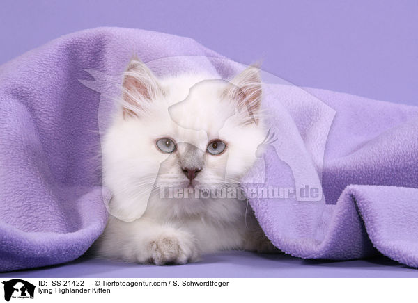 lying Highlander Kitten / SS-21422